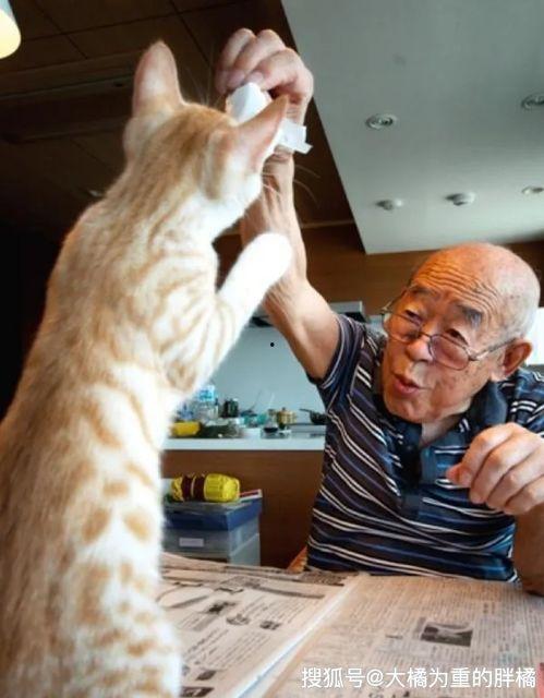 猫与爷爷,温情共度爷爷晚年时光