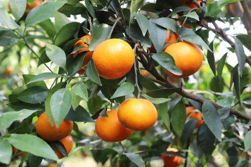 苦尽柑来小财星,小财星助力财富增长之旅