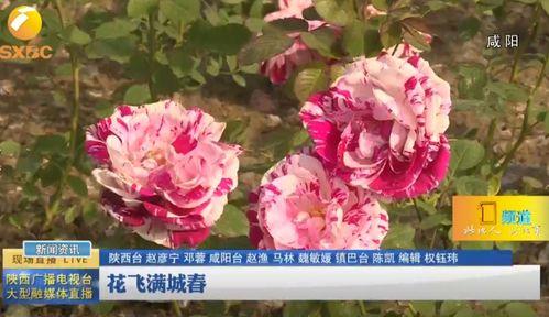 花飞满城春,花飞满城，共赏繁花盛宴