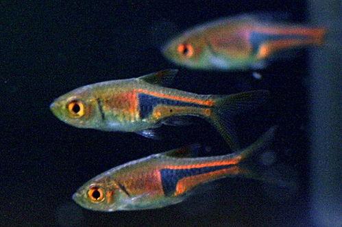 热带鱼 熱帶魚,探索热带鱼世界的五彩斑斓